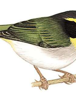 黑脸鹟莺 / Black-faced Warbler / Abroscopus schisticeps