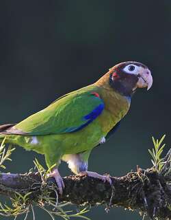 褐冠鹦哥 / Brown-hooded Parrot / Pyrilia haematotis