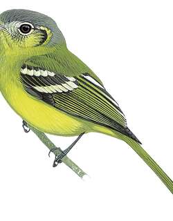 眼斑须霸鹟 / Spectacled Bristle Tyrant / Pogonotriccus orbitalis