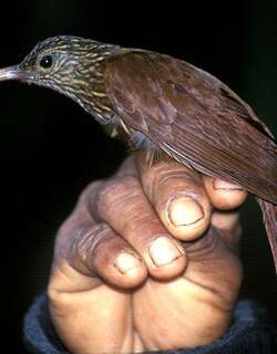 褐嘴镰嘴䴕雀 / Brown-billed Scythebill / Campylorhamphus pusillus