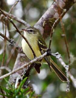 绿色小霸鹟 / Greenish Tyrannulet / Phyllomyias virescens