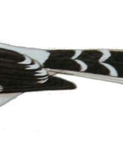 灰背燕尾 / Slaty-backed Forktail / Enicurus schistaceus