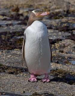黄眼企鹅 / Yellow-eyed Penguin / Megadyptes antipodes