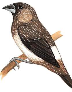 白腰文鸟 / White-rumped Munia / Lonchura striata