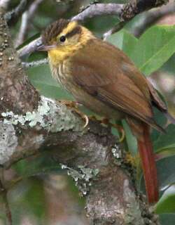 尖嘴树猎雀 / Sharp-billed Treehunter / Heliobletus contaminatus