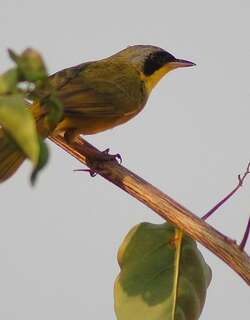 南黄喉地莺 / Southern Yellowthroat / Geothlypis velata