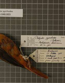 红腰拾叶雀 / Cinnamon-rumped Foliage-gleaner / Philydor pyrrhodes