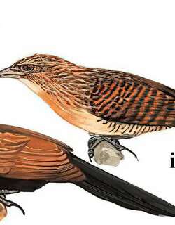 小鸦鹃 / Lesser Coucal / Centropus bengalensis