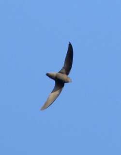 西氏雨燕 / Sick’s Swift / Chaetura meridionalis