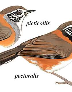 黑领噪鹛 / Greater Necklaced Laughingthrush / Pterorhinus pectoralis