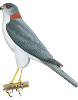 短尾雀鹰 / New Britain Sparrowhawk / Accipiter brachyurus