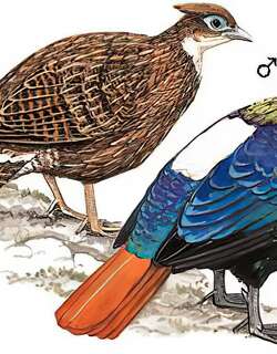 棕尾虹雉 / Himalayan Monal / Lophophorus impejanus