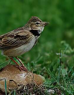 草原百灵 / Calandra Lark / Melanocorypha calandra