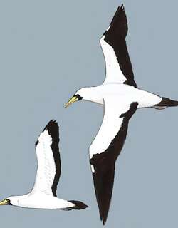 蓝脸鲣鸟 / Masked Booby / Sula dactylatra