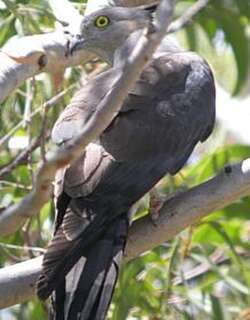 凤头鹃隼 / Pacific Baza / Aviceda subcristata