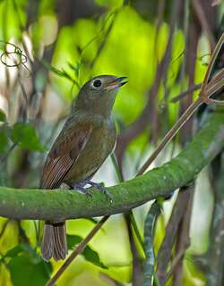 绿希夫霸鹟 / Greenish Schiffornis / Schiffornis virescens