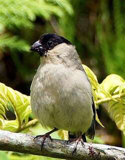 圣米格尔红腹灰雀 / Azores Bullfinch / Pyrrhula murina