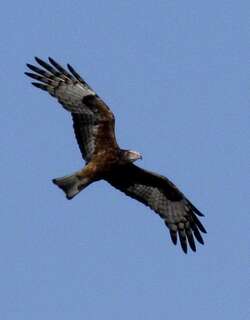 方尾鸢 / Square-tailed Kite / Lophoictinia isura