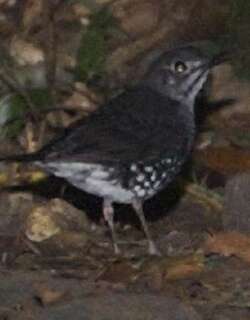 巽他地鸫 / Sunda Thrush / Zoothera andromedae