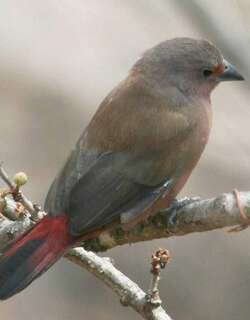 红腹火雀 / Jameson’s Firefinch / Lagonosticta rhodopareia