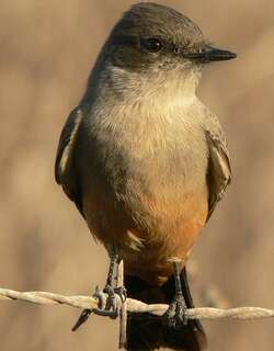 棕腹长尾霸鹟 / Say’s Phoebe / Sayornis saya