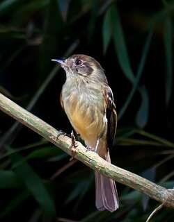 棕顶窄嘴霸鹟 / Sepia-capped Flycatcher / Leptopogon amaurocephalus