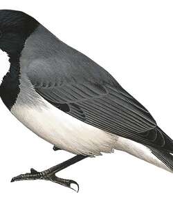 白腹啸鹟 / White-bellied Whistler / Pachycephala leucogastra