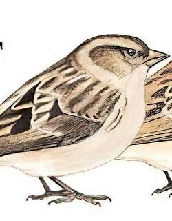 林岭雀 / Plain Mountain Finch / Leucosticte nemoricola