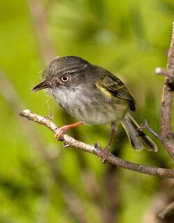 斑臀哑霸鹟 / Pearly-vented Tody-Tyrant / Hemitriccus margaritaceiventer