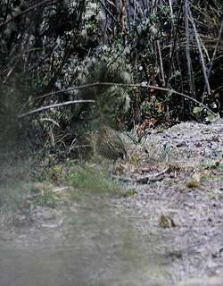纹头蚁鸫 / Stripe-headed Antpitta / Grallaria andicolus