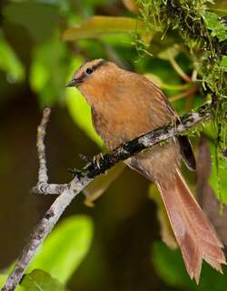 黄额拾叶雀 / Buff-fronted Foliage-gleaner / Dendroma rufa