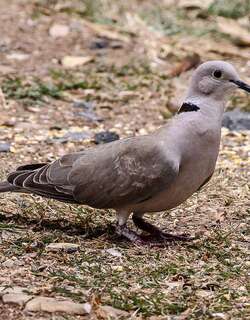 粉头斑鸠 / African Collared Dove / Streptopelia roseogrisea