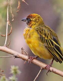 北非黑脸织雀 / Northern Masked Weaver / Ploceus taeniopterus