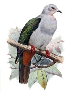灰皇鸠 / Island Imperial Pigeon / Ducula pistrinaria