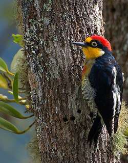 黄额啄木鸟 / Yellow-fronted Woodpecker / Melanerpes flavifrons