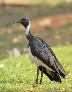 蓑颈白鹮 / Straw-necked Ibis / Threskiornis spinicollis