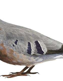 紫胸地鸠 / Maroon-chested Ground Dove / Paraclaravis mondetoura