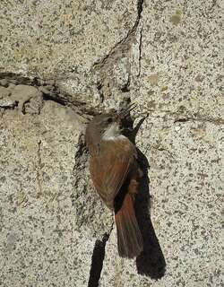 岩灶鸟 / Crag Chilia / Ochetorhynchus melanurus