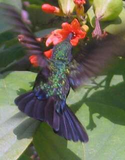 绿芒果蜂鸟 / Green Mango / Anthracothorax viridis