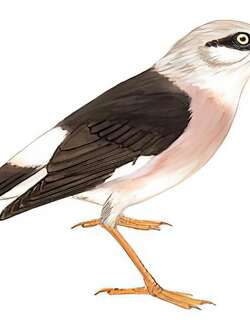 红嘴椋鸟 / Vinous-breasted Starling / Acridotheres burmannicus