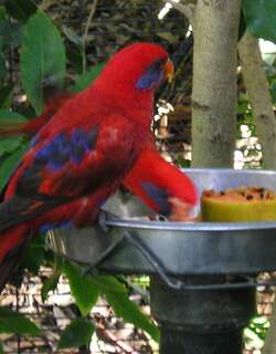 蓝耳鹦鹉 / Blue-eared Lory / Eos semilarvata