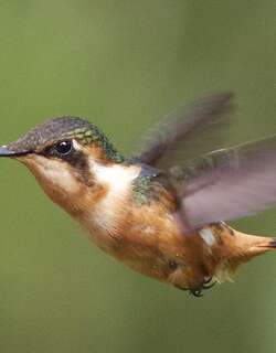 粉髯林蜂鸟 / Gorgeted Woodstar / Chaetocercus heliodor