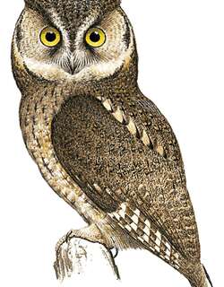 桑岛角鸮 / Sangihe Scops Owl / Otus collari