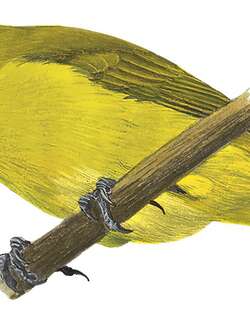 印尼绣眼鸟 / Sangkar White-eye / Zosterops melanurus