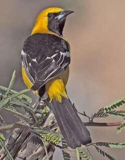 巾冠拟鹂 / Hooded Oriole / Icterus cucullatus