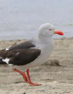 豚鸥 / Dolphin Gull / Leucophaeus scoresbii