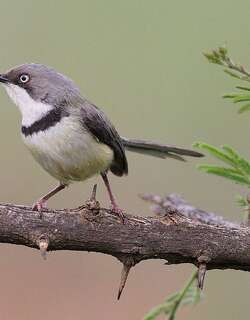 斑喉娇莺 / Bar-throated Apalis / Apalis thoracica