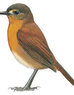 鲁山鸲 / Rubeho Akalat / Sheppardia aurantiithorax