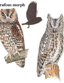 西红角鸮 / Eurasian Scops Owl / Otus scops
