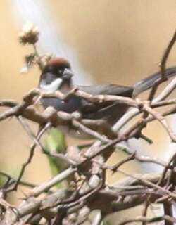 棕冠薮雀 / Bay-crowned Brushfinch / Atlapetes seebohmi